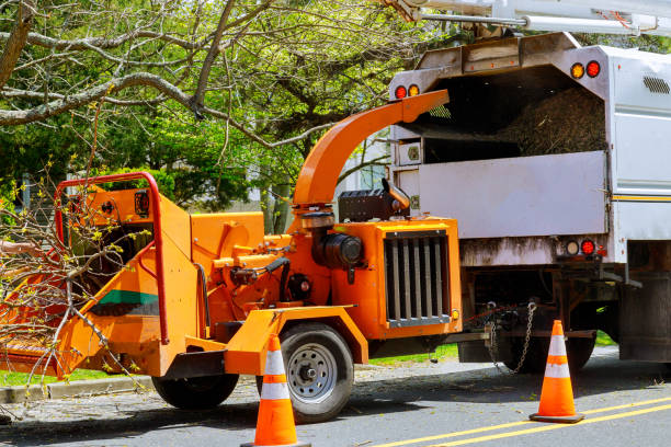 Emergency Storm Tree Removal